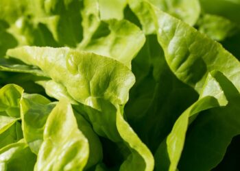 Mastering Portion Control: Essential Diet Tips for Effective Weight Management