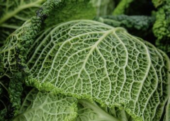 Unlock Your Potential: Harnessing Functional Fitness for Fat Loss