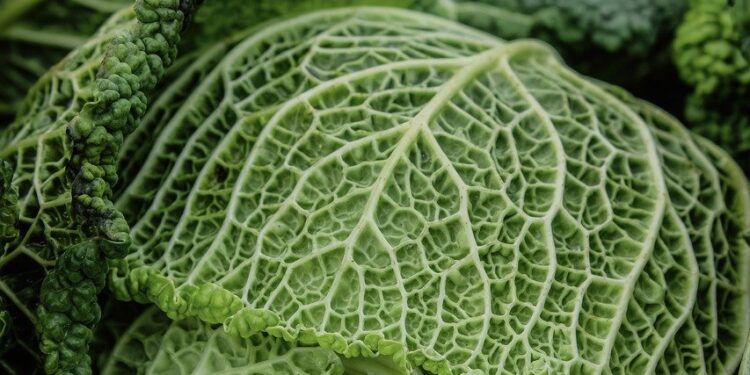 Unlock Your Potential: Harnessing Functional Fitness for Fat Loss